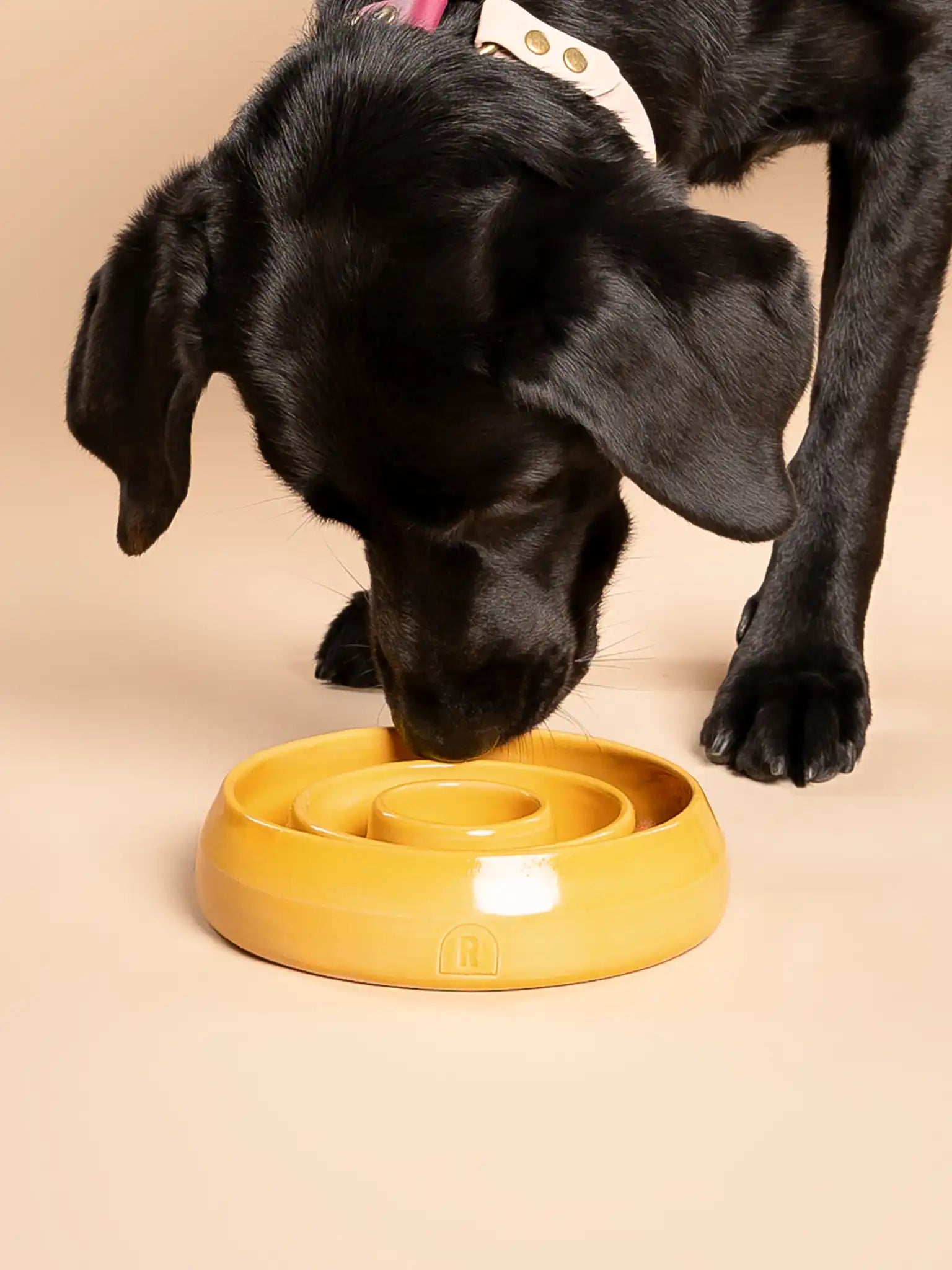 Enrichment Bowl (slow feeder) Marigold