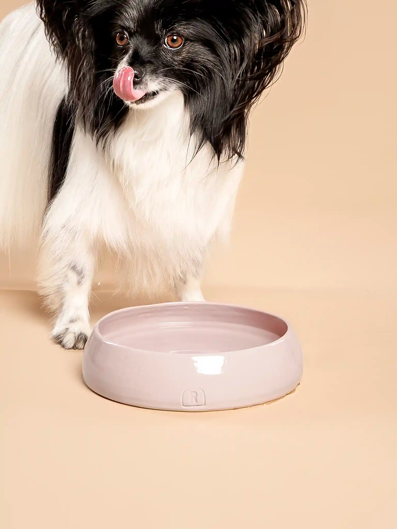 Kleine hond bij een handgemaakte keramieken flat bowl voor huisdieren in lila glazuur — RAWR pets by Iris Floor Ceramics