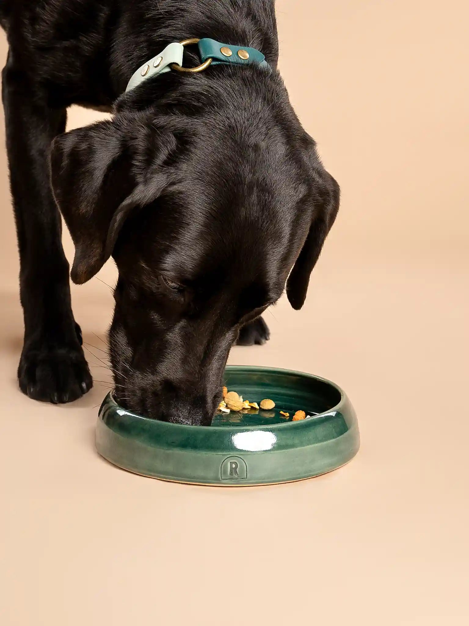 Flat Bowl Rainforest